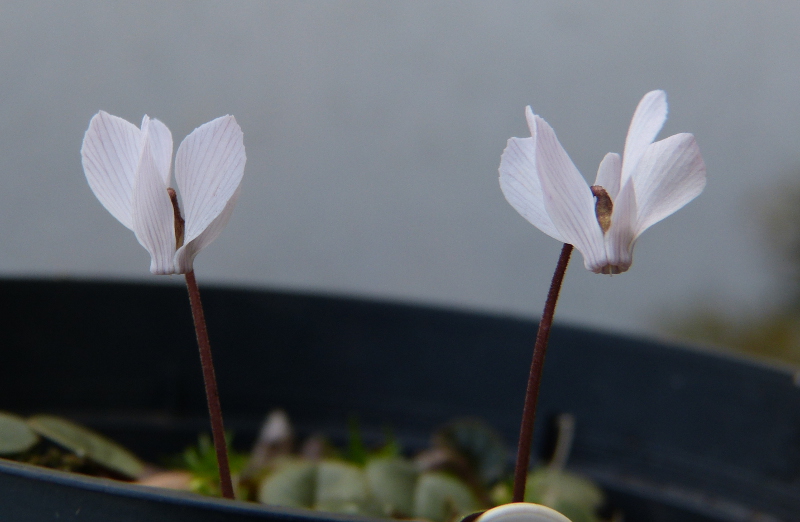 Cyclamen intaminatum.JPG