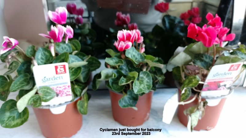 Cyclamen just bought for balcony 23rd September 2023.jpg