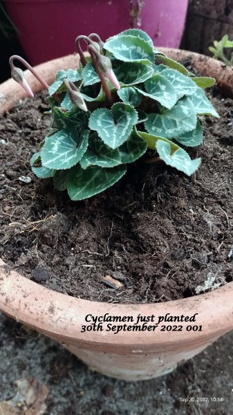 Cyclamen just planted 30th September 2022 001.jpg