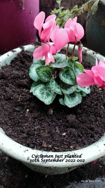 Cyclamen just planted 30th September 2022 002.jpg