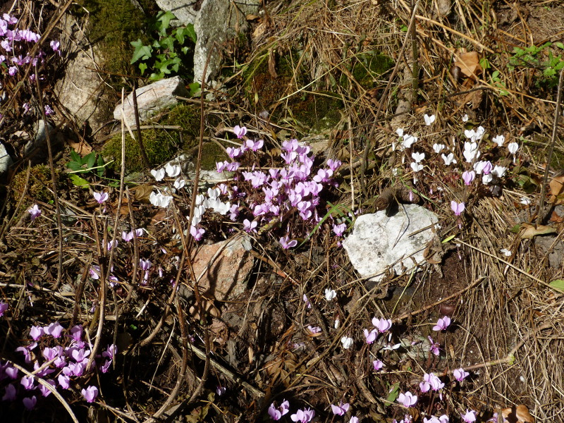 Cyclamen naturalised.JPG