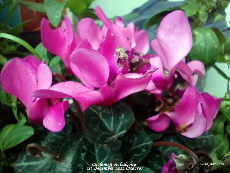 Cyclamen on balcony (Pink) 1st December 2022 (Macro).jpg