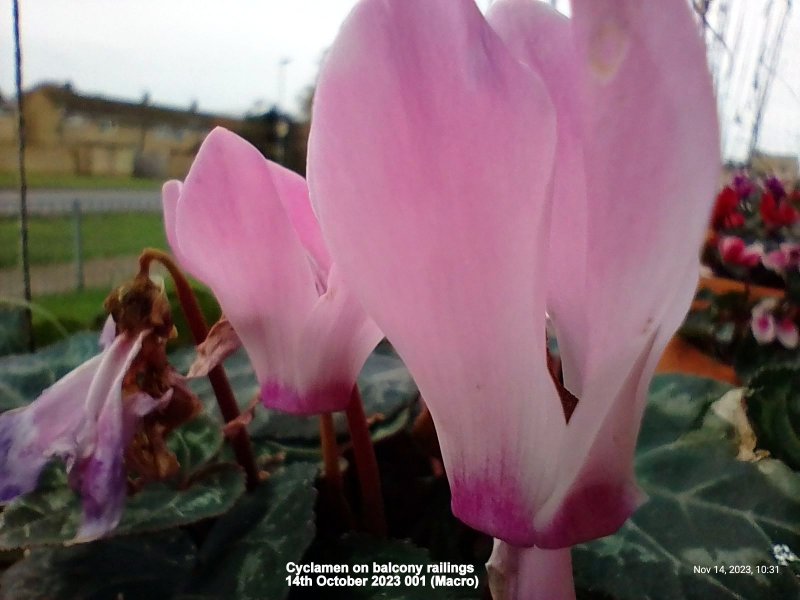 Cyclamen on balcony railings 14th October 2023 001 (Macro).jpg