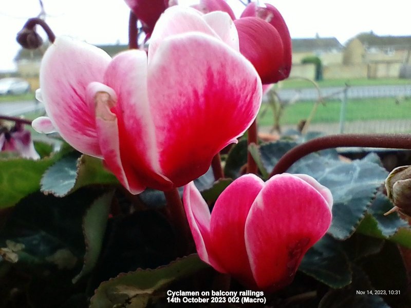 Cyclamen on balcony railings 14th October 2023 002 (Macro).jpg