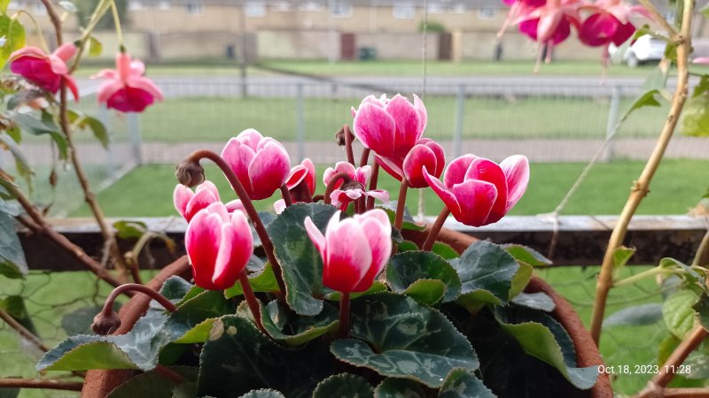 Cyclamen on balcony railings 18th October 2023 014.jpg