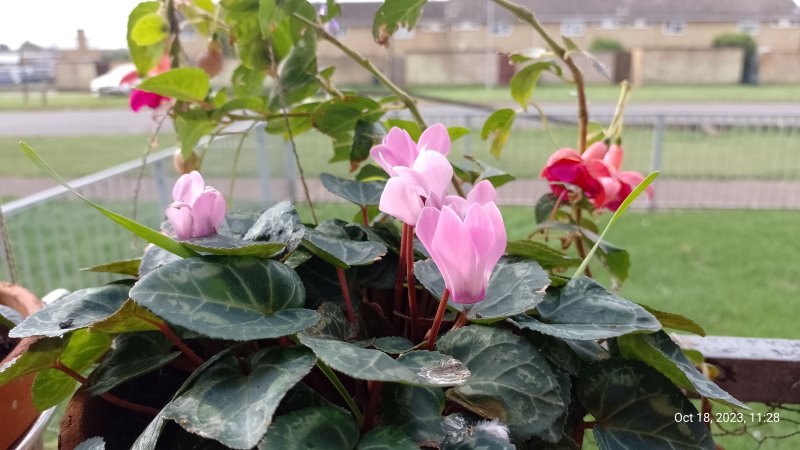 Cyclamen on balcony railings 18th October 2023 015.jpg