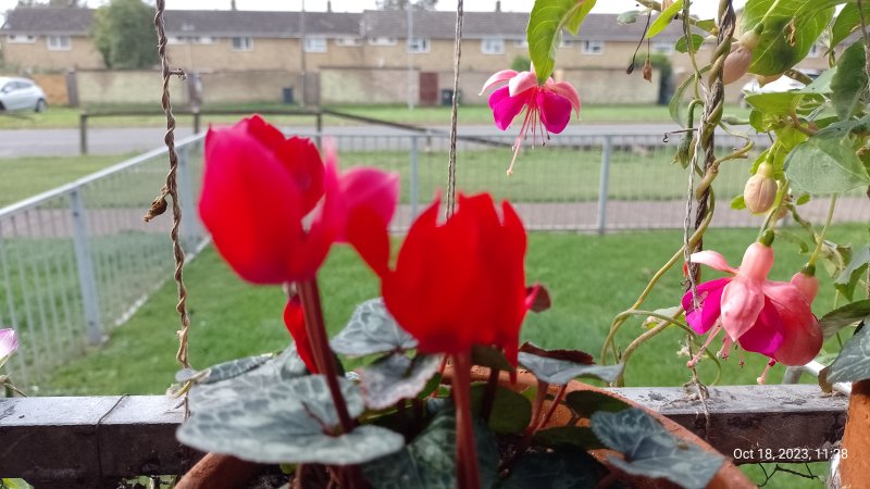 Cyclamen on balcony railings 18th October 2023 016.jpg