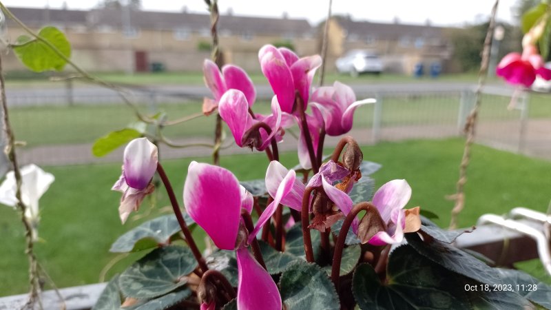 Cyclamen on balcony railings 18th October 2023 017.jpg