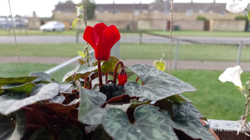 Cyclamen on balcony railings 18th October 2023 018.jpg