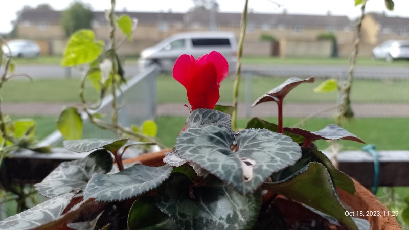 Cyclamen on balcony railings 18th October 2023 019.jpg