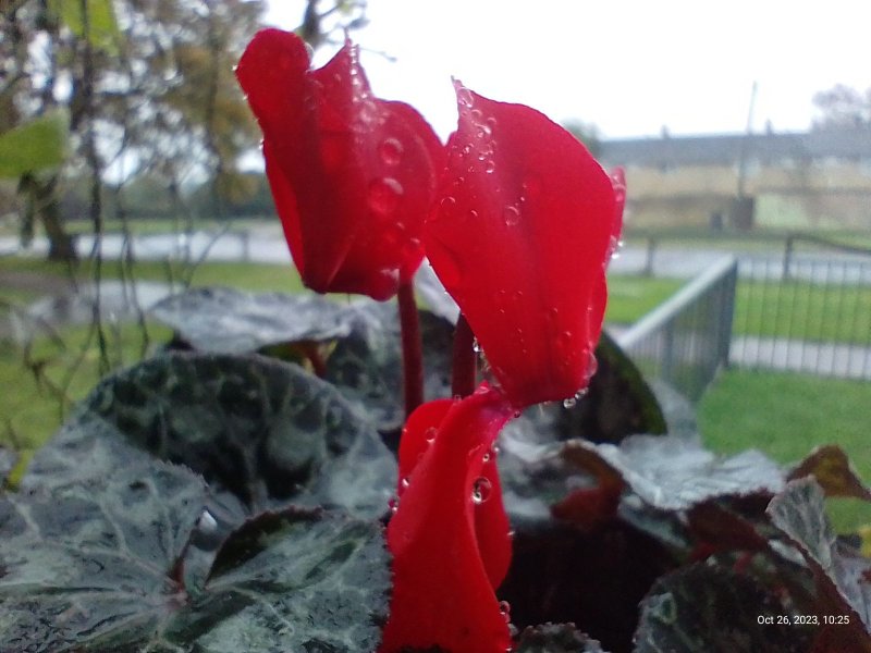 Cyclamen on balcony railings 26th October 2023 (Macro) 001.jpg