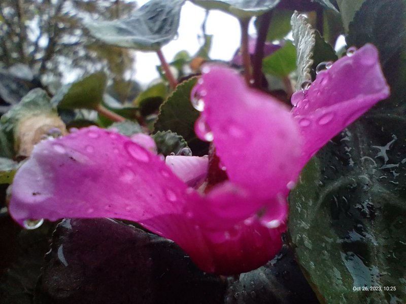 Cyclamen on balcony railings 26th October 2023 (Macro) 002.jpg