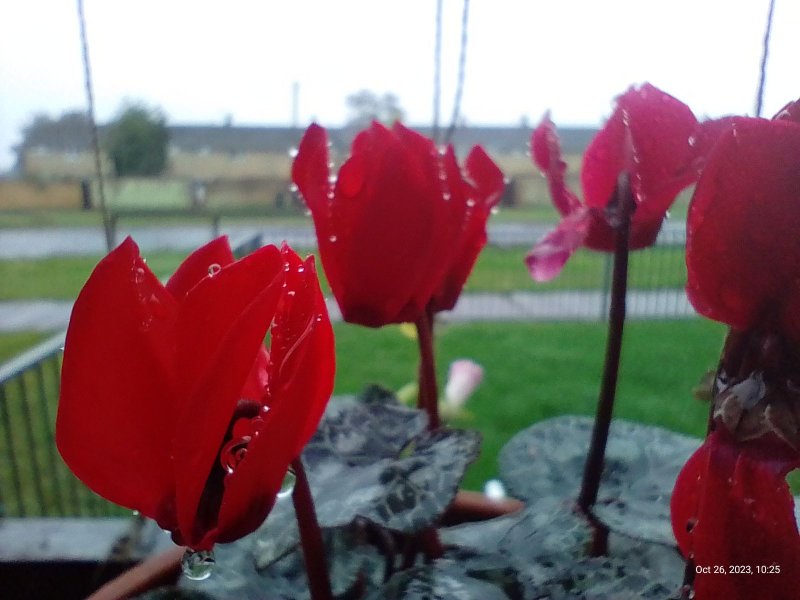 Cyclamen on balcony railings 26th October 2023 (Macro) 003.jpg