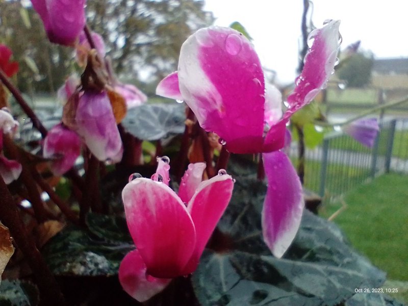 Cyclamen on balcony railings 26th October 2023 (Macro) 004.jpg