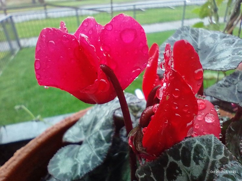 Cyclamen on balcony railings 26th October 2023 (Macro) 005.jpg