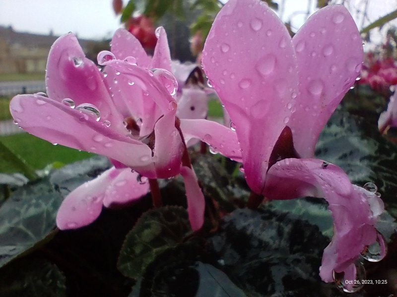 Cyclamen on balcony railings 26th October 2023 (Macro) 006.jpg