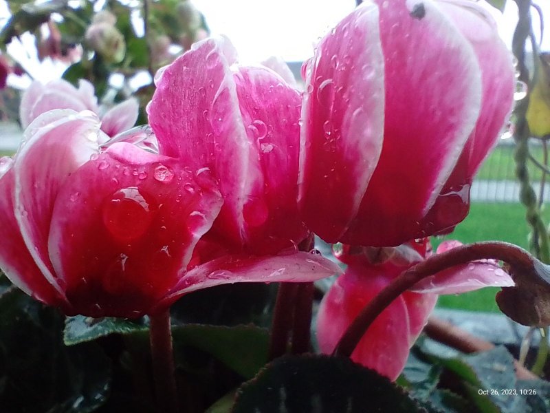 Cyclamen on balcony railings 26th October 2023 (Macro) 007.jpg