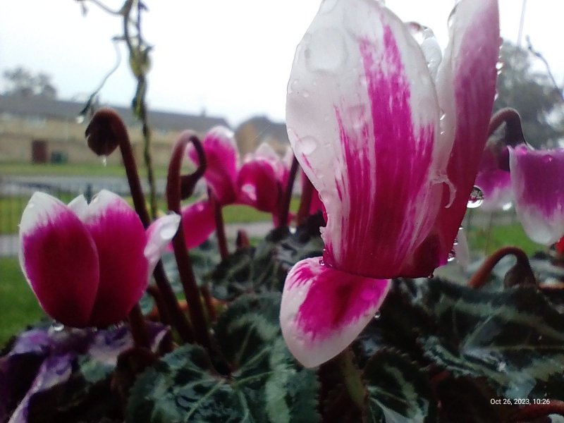 Cyclamen on balcony railings 26th October 2023 (Macro) 009.jpg