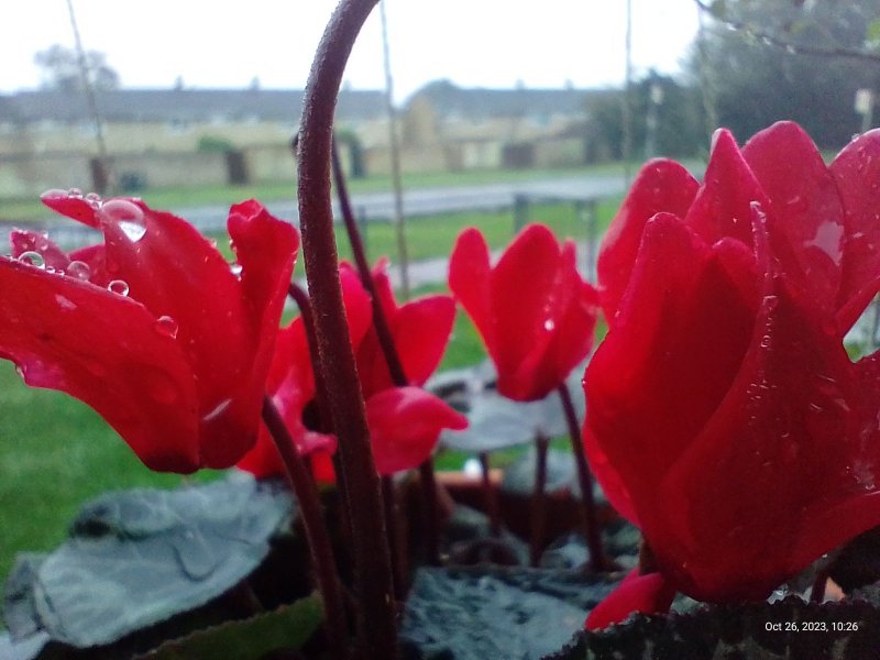 Cyclamen on balcony railings 26th October 2023 (Macro) 010.jpg