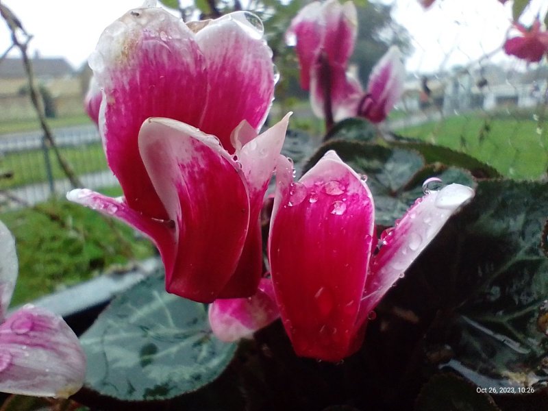 Cyclamen on balcony railings 26th October 2023 (Macro) 011.jpg