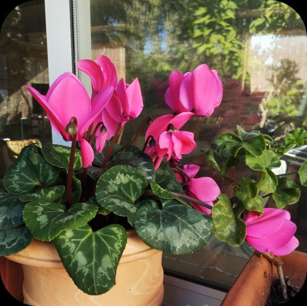 Cyclamen Pink Jan 25.jpg