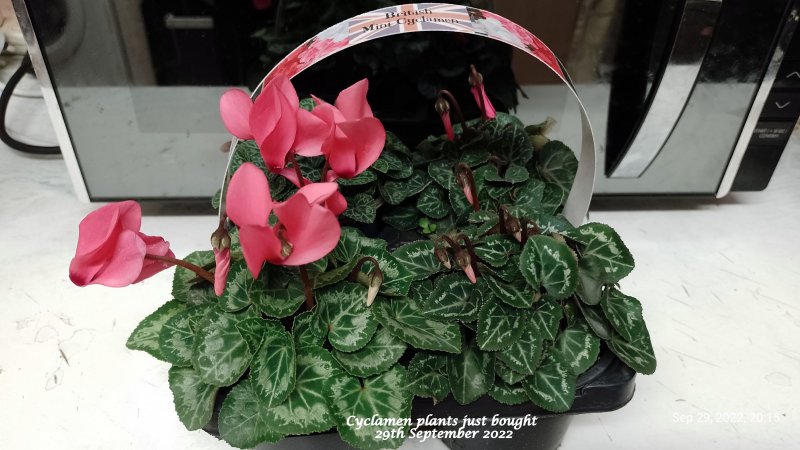 Cyclamen plants just bought 29th September 2022.jpg