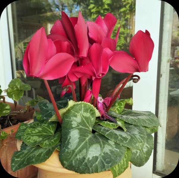 Cyclamen Red1 DJan 25.jpg