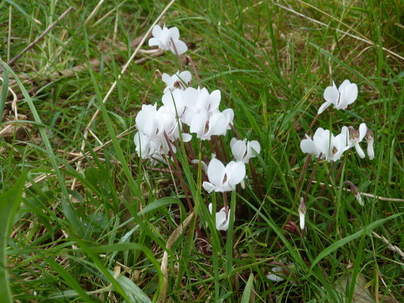 Cyclamen self seeded.JPG