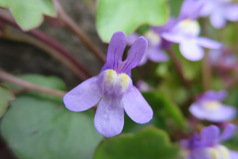 CYMBALARIA  MURALIS 11-05-2014 14-14-53.JPG