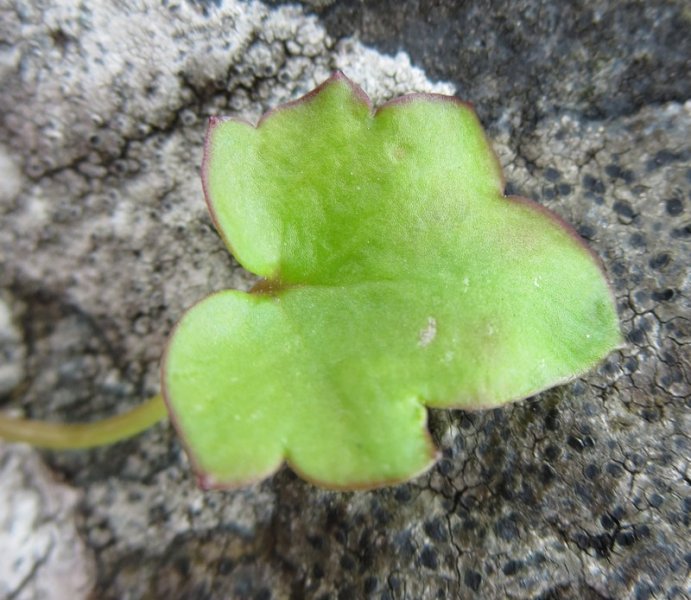 CYMBALARIA  MURALIS 20-05-2015 13-52-17.JPG