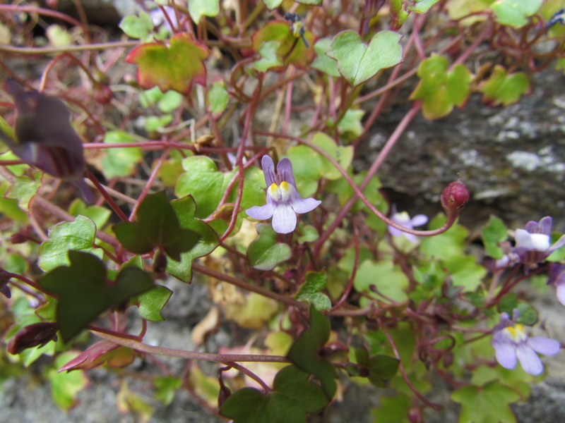 CYMBALARIA  MURALIS 29-06-2014 15-32-20.JPG