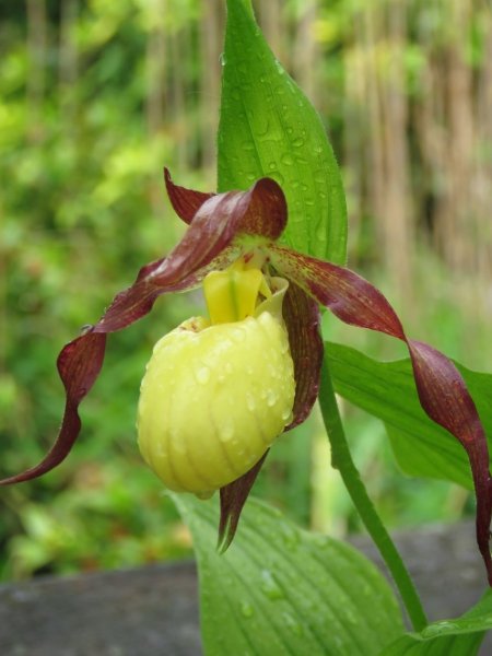 Cypripedium (2024_04_25 13_47_34 UTC).jpg