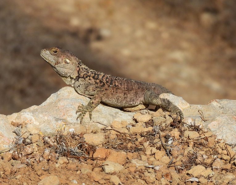 Cyprus Rock Agama  (1).JPG