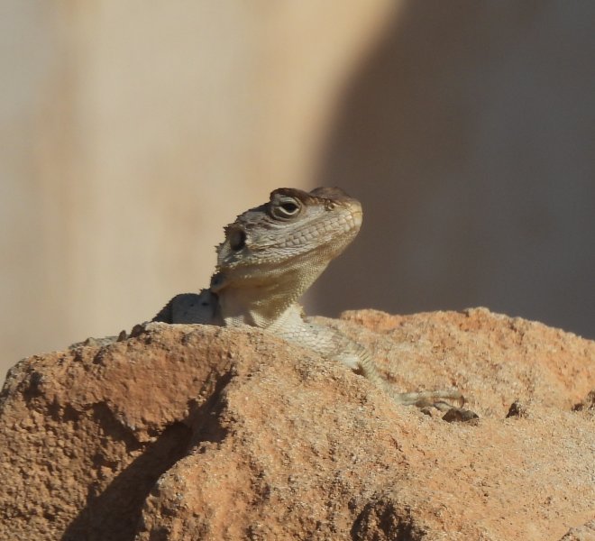 Cyprus Rock Agama  (2).JPG