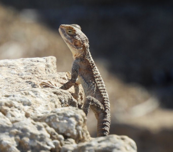 Cyprus Rock Agama.JPG