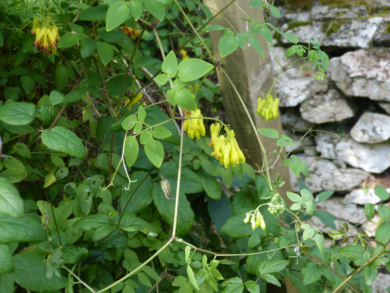 Dactylicapnos scandens.JPG