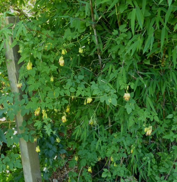 Dactylicapnos scandens.JPG