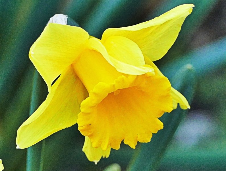 Daffodil2.JPG