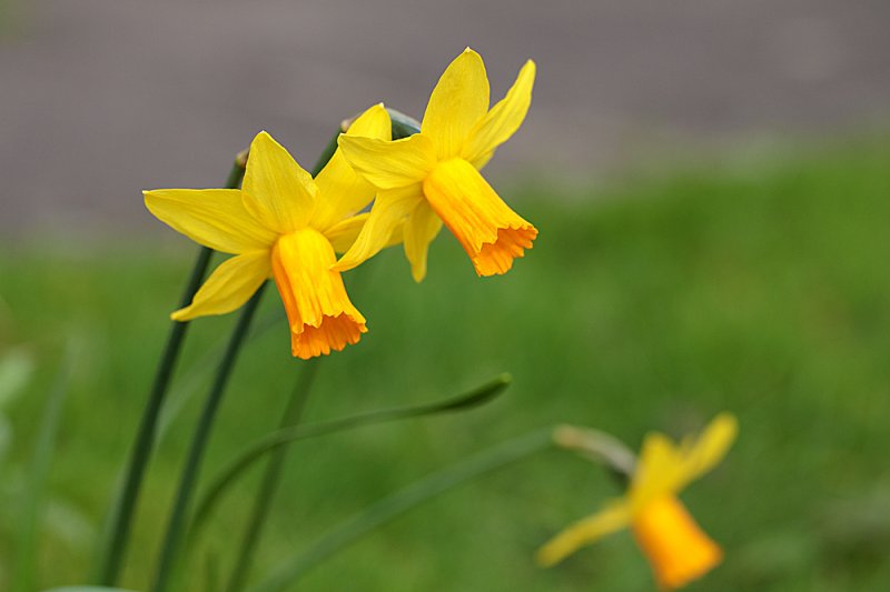 Daffodils-2.jpg