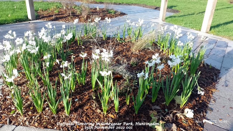 Daffodils flowering in Coneygear Park Huntingdon 25th November 2022 001.jpg