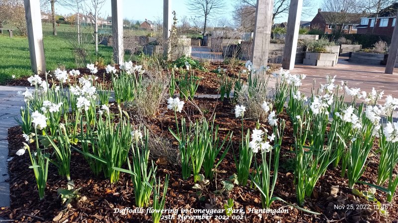 Daffodils flowering in Coneygear Park Huntingdon 25th November 2022 002.jpg