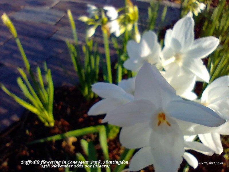 Daffodils flowering in Coneygear Park Huntingdon 25th November 2022 003 (Macro).jpg