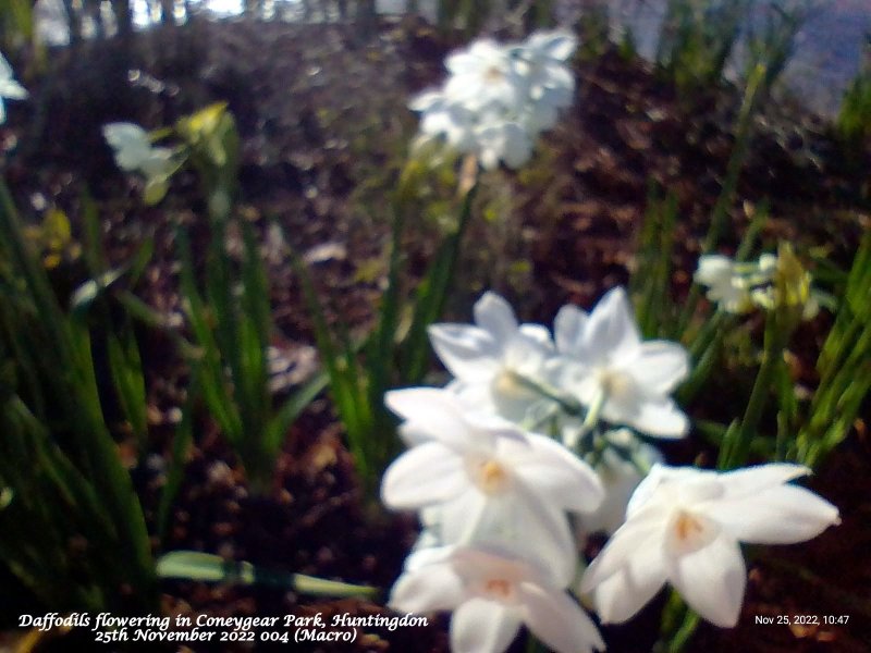 Daffodils flowering in Coneygear Park Huntingdon 25th November 2022 004 (Macro).jpg