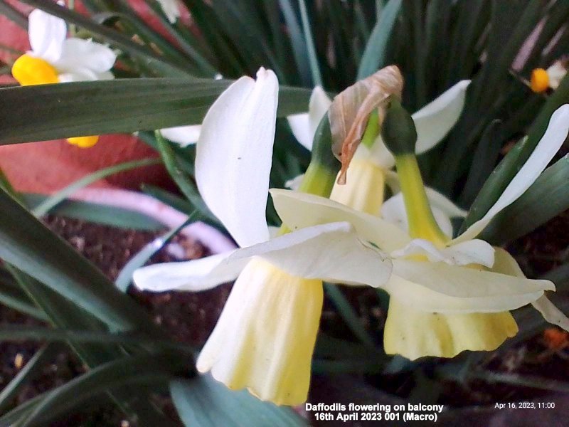 Daffodils flowering on balcony 16th April 2023 001 (Macro).jpg