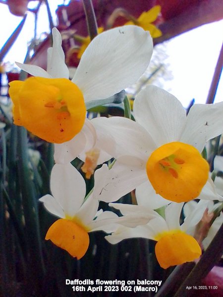 Daffodils flowering on balcony 16th April 2023 002 (Macro).jpg