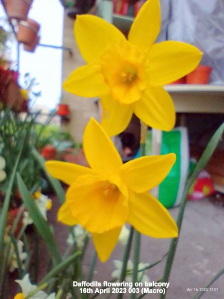 Daffodils flowering on balcony 16th April 2023 003 (Macro).jpg