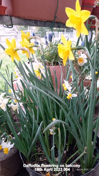 Daffodils flowering on balcony 16th April 2023 004.jpg