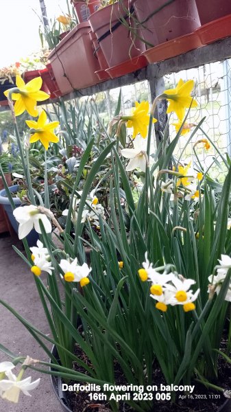 Daffodils flowering on balcony 16th April 2023 005.jpg