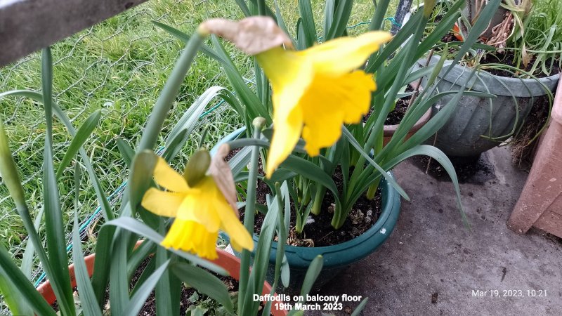 Daffodils on balcony floor 19th March 2023.jpg