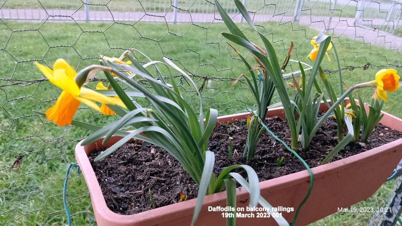 Daffodils on balcony railings 19th March 2023 001.jpg